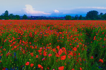 Fototapeta na wymiar Large field of red poppy flowers in early summer
