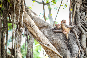 couple of adult gray monkeys sitting together on large tropical tree brunches