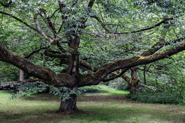 Splender, large tree with wide open branches.