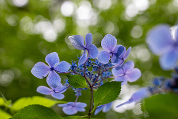 青い美しい紫陽花のマクロイメージ