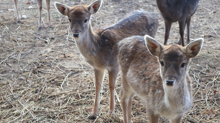deer in the woods
