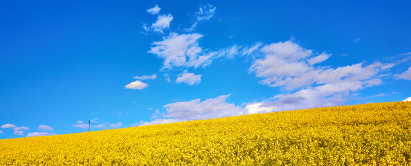 Panoramic landscape prairie view of rapeseed field under clear blue sky with white clouds.