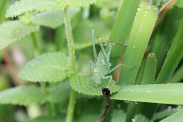 Katydid covered in rain droplets