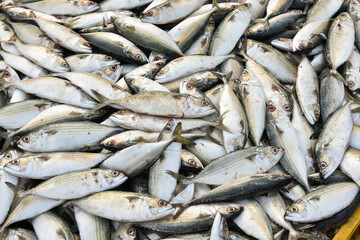Raw mackerel fish on display for sale.  pelagic fish. Seafood. Fish market in India. Fish high in...