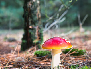 red mushroom in the forest in Weert the Netherlands