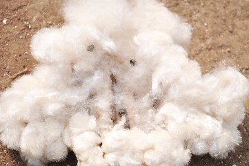 Ceiba/ capoc or silk cotton for use making pillow or mattress