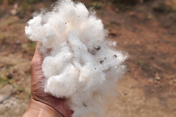 Ceiba/ capoc or silk cotton for use making pillow or mattress