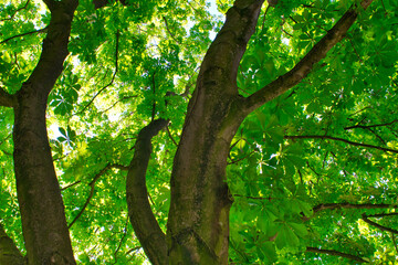 tree in the park
