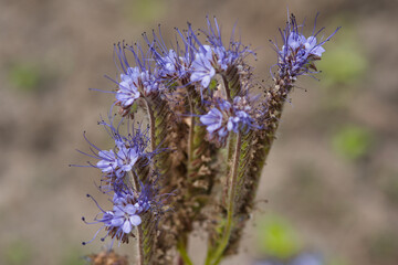 Obraz premium lavender flower in the summer