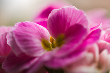 Naklejka premium close up of pink flower