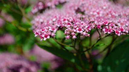 Fototapeta premium Abstract soft background with beautiful pink flowers. Blossom and sunlight. Selective focus image.
