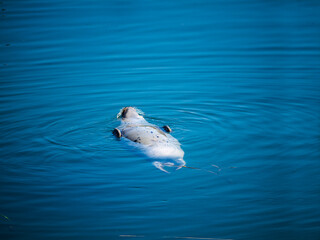 Naklejka premium Seal in theharbour of the Pacific coast town of Florence in Northern California USA