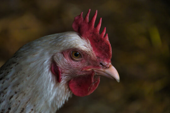 portrait of a sussex chicken photo made in Weert the Netherlands