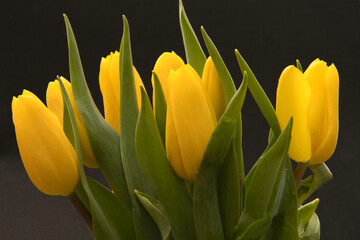 Naklejka premium Yellow tullips on a black background photo made outside in Weert the Netherlands