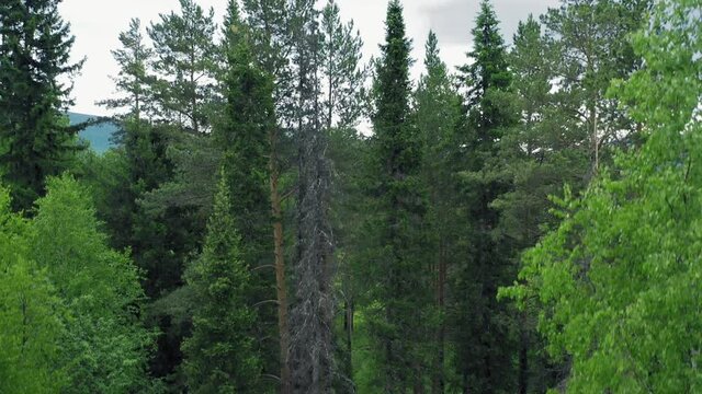 Aerial view of mixed forest with pine fir birch trees, drone flies along, mountain range on background. High quality 4k footage
