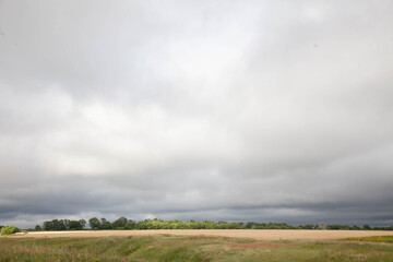 A large field of ripe wheat against the background of the stormy sky