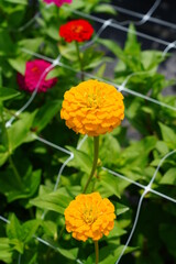 Colorful zinnia flowers in summer