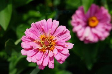 Obraz premium Colorful zinnia flowers in summer