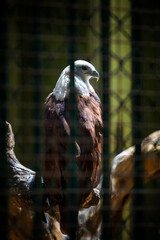 closeup portrait of large adult bald eagle sitting on big tree branch behind lattice