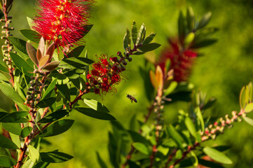 Flowers and bees