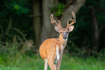white-tailed deer buck with velvet covered antlers in summer