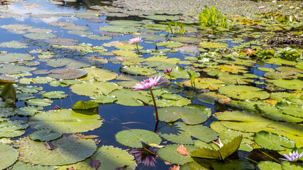 water lilies reflection in the pond in Martinique