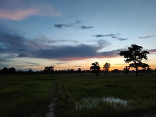 sunset in the forest