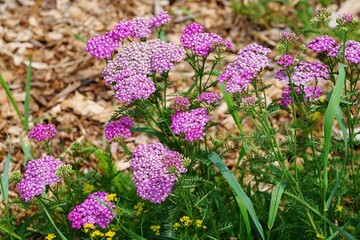Yellow and pink flowers of achillea yarrow plant