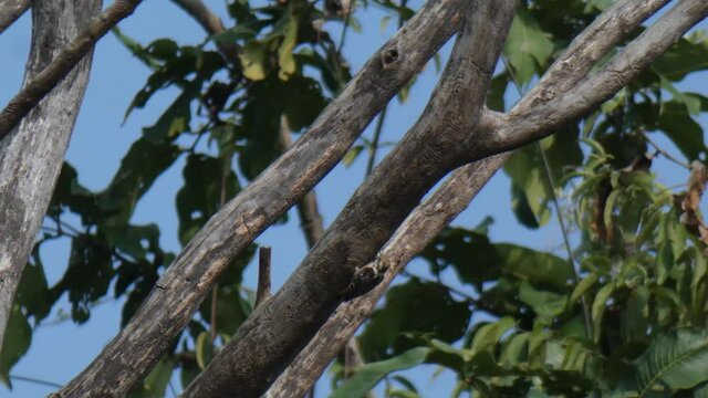 woodpecker in tree finding food mp4 .