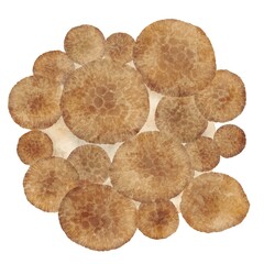 上から見たシメジのイラスト