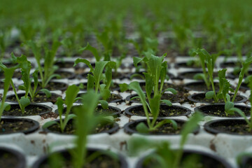 Young shoots of greenery in a greenhouse close-up.