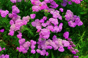 Yellow and pink flowers of achillea yarrow plant