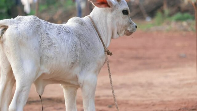 Nellore brahman cattle from Brazilian farms,indian Cow. in the villages,image is calf. his called indian cows baby, selective focus, pretty Little Baby Cow or Calf on Farmland, indian Cow.
