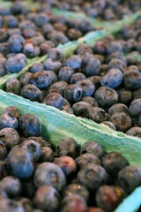 Containers of blueberries at a New Jersey farmers market