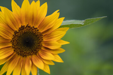 Fototapeta premium A close up of a sunflower photo made in Weert the Netherlands