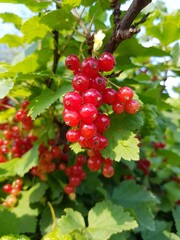 Red currant on a branch in the garden