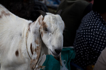Image of goat in street market for sale on occasion of eid Muslim festival
