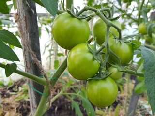 Green tomatoes grow on a branch in the garden