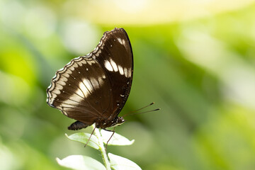 Butterfly on green stalk