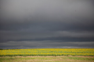 large field of sunflowers against the background of the stormy sky