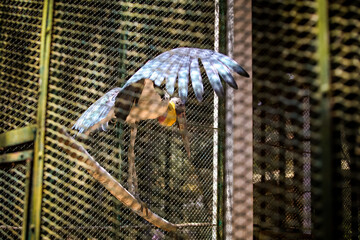 adult great blue and white heron open large wings behind cage lattice