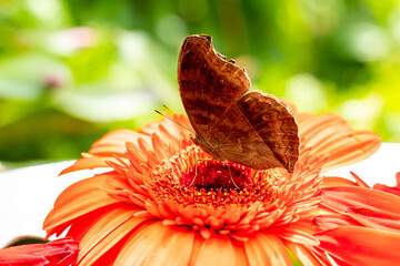 butterfly on flower