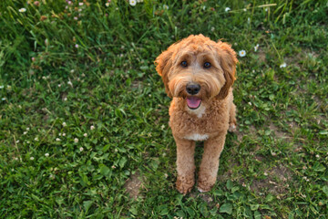 A cute dog at the sunset having fun as a puppy in a park