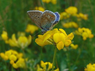 butterfly on yellow flower