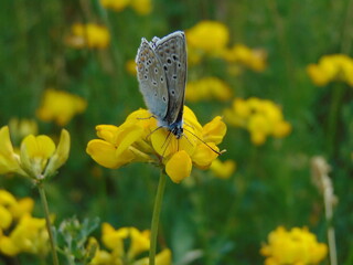 butterfly on yellow flower