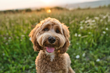A cute dog at the sunset having fun as a puppy in a park