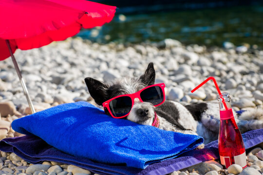 dog siesta on towel with umbrella and cocktail