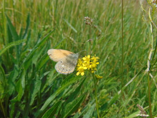 butterfly on grass