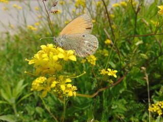 butterfly on a yellow flower