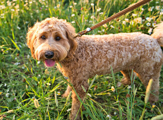 A cute dog at the sunset having fun as a puppy in a park